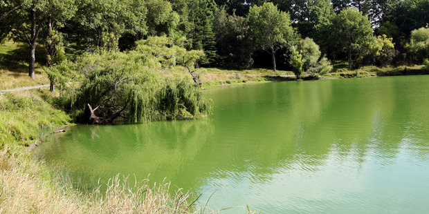 Lake Tutira in Hawke's Bay was deemed unsafe for people and that no one should swim there. Photo / Paul Taylor