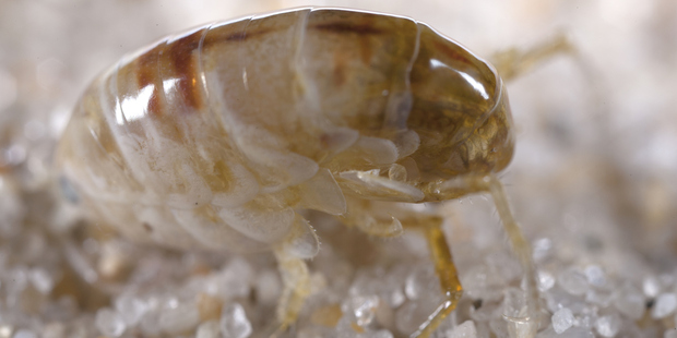 Staff are having to work in infested areas, after the exterminator who was due to deal with the fleas called in sick. Photo / iStock