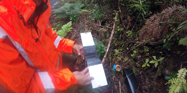 GOOD SIGN: Hori Proctor, a member of the Warawara monitoring team, checking a rat tracking tunnel. PICTURE/SUPPLIED