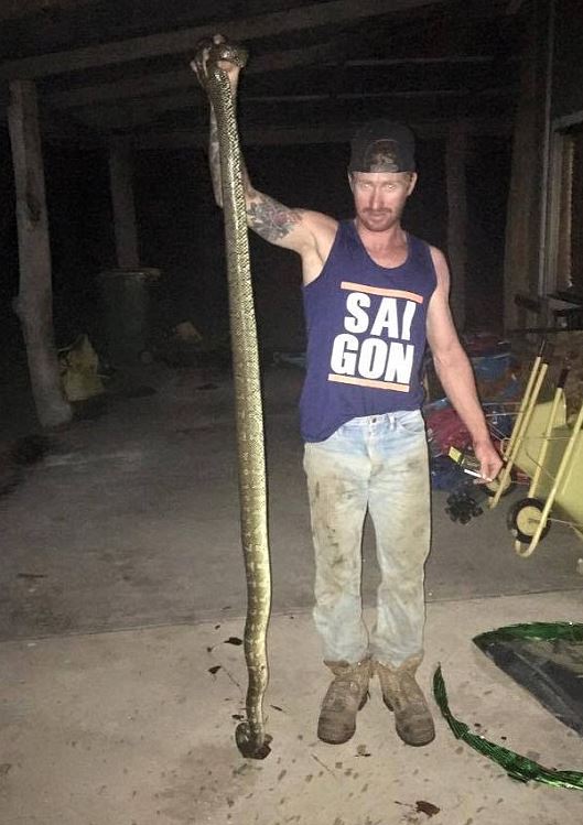 The python was found in a Macksville home in northern NSW and was killed. Photo: Craig Baker/Facebook