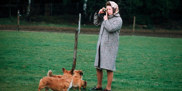 Queen Elizabeth II in Windsor Park photographing her corgis in 1960. Photo / Getty Images