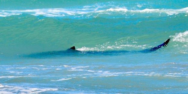 The shark was spotted close to shore. Photo / Louis Klaassen