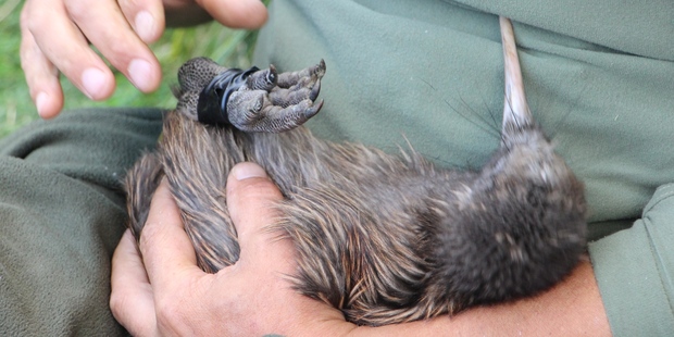 Piko before she was released