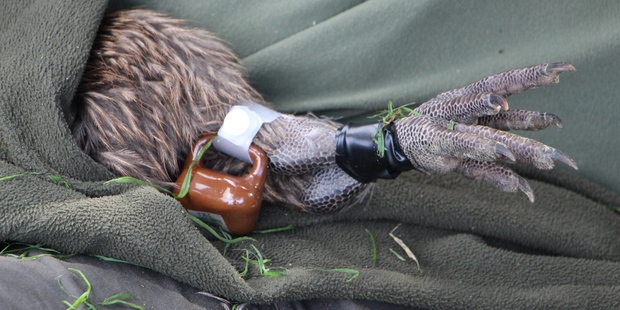 A transmitter was placed on each kiwi before they were released.