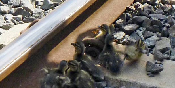 The six ducklings were too small to get over the rails by themselves. Photo / supplied.