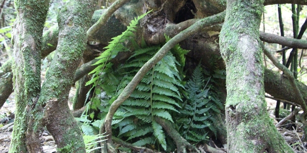 One of the burrows ready to receive a new occupant