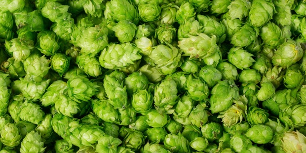 Freshly picked hops have a bitter taste and are used for flavouring beer. Photo/Supplied