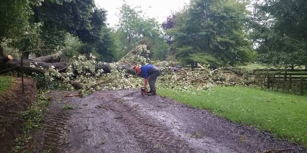 A large tree will take all day to clear. Photo / Supplied