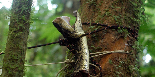 A fer-de-lance, a venomous pit viper with fangs more than an inch long, entered the camp on the first night. It was killed and its head was tied to a tree. Photo: Douglas Preston / Washington Post