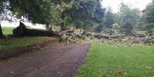 Chainsaws are being used to cut up the tree. Photo / supplied