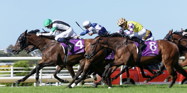 Chenille (4) has had four wins and two seconds from eight starts at Ellerslie and has long been aimed at the Auckland Cup. Photo / Trish Dunell