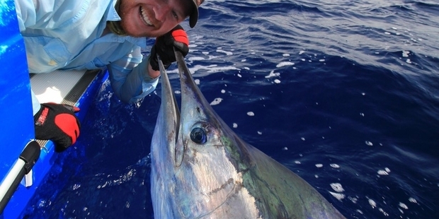 Fish like this striped marlin can be measured in the water and released. Photo / Supplied