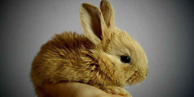 What do you see? Something that has to die? Or a cute widdle bunny wabbit? Photo / File