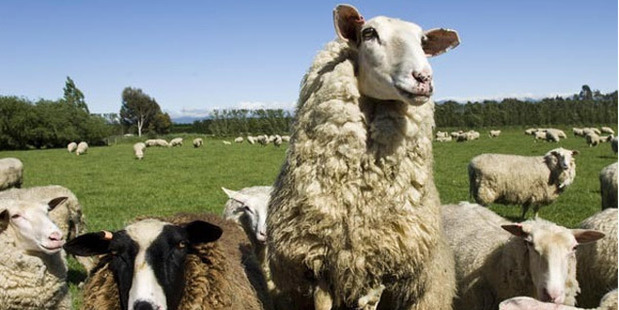 A Kingsmeade sheep, one of the key players in the sheep milk industry. Photo / kingsmeadecheese.co.nz