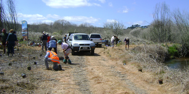 Volunteers pictured planting natives near the Waiotaka Stream north of Turangi two years ago as part of an ongoing wetland rejuvenation project led by Project Tongariro.
