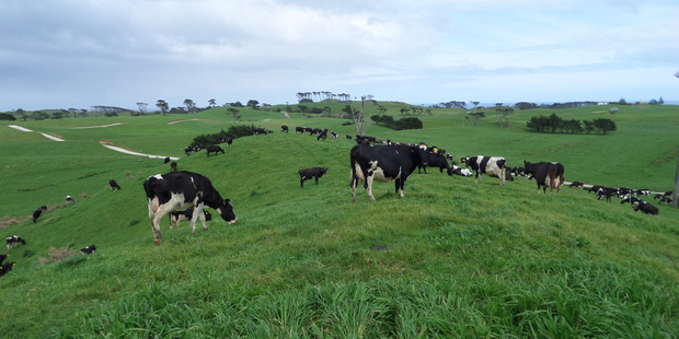 Slashing pastoral stock numbers by up to 35 per cent has been suggested among ways to push New Zealand's greenhouse gas emissions down to zero by 2100. Photo / File