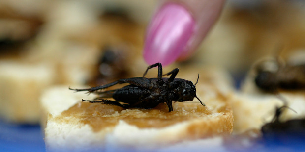 Cricket on satay cracker is among the unusual foods that could appear on the menu at the Wildfoods Festival in Hokitika. Photo/File