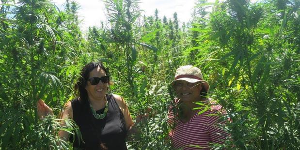 Tui Quaqua Te Paa and Aorangi Logan checking their trial crop of hemp recently. Photo/Supplied