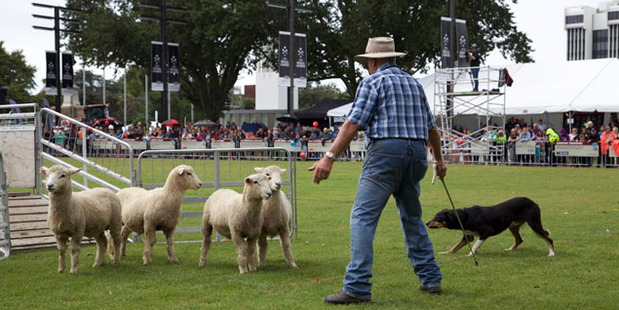 Teams from Manawatu and Wairarapa go head-to-head in the sheep dog trials at Hilux NZ Rural Games. Photo / Neco Wieringa