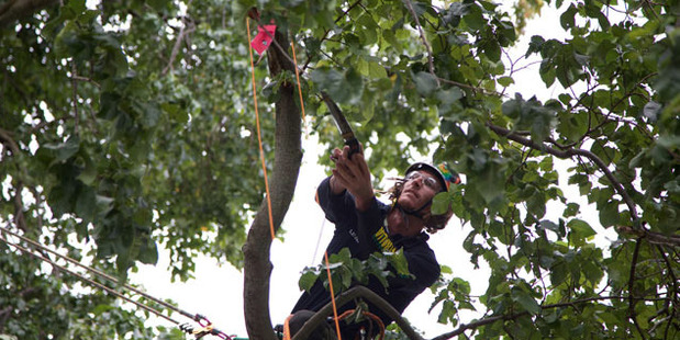Terry Boston from Byron Bay Australia who won the NZ Speed Tree Climbing Trans-Tasman Championship. Photo / Neco Wieringa