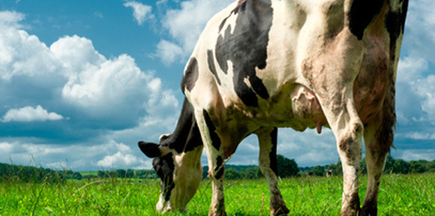 Two sets of dairy heifers eating two different diets of cut plantain and ryegrass-white clover were used in the research. Photo / File