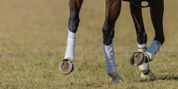 Harlow Gold has threatened to win a big race this season. Photo / 123RF
