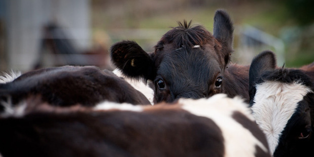 Work is being done in the dairy industyr to lower greenhouse gas emissions from animals. Photo / File