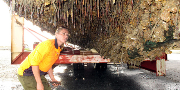 Marine pests are a growing concern in Northland, and the NRC is looking at new measures to prevent their spread, and to decide who pays for that. Photo/NRC