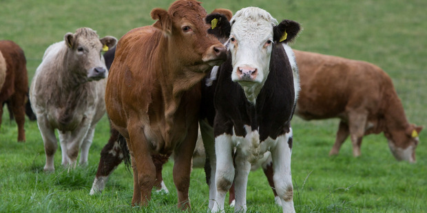Meat is New Zealand's second biggest merchandise export after dairy - accounting for $5.9 billion worth in 2016. / Picture: Alf Harvey/HRPhoto.ie