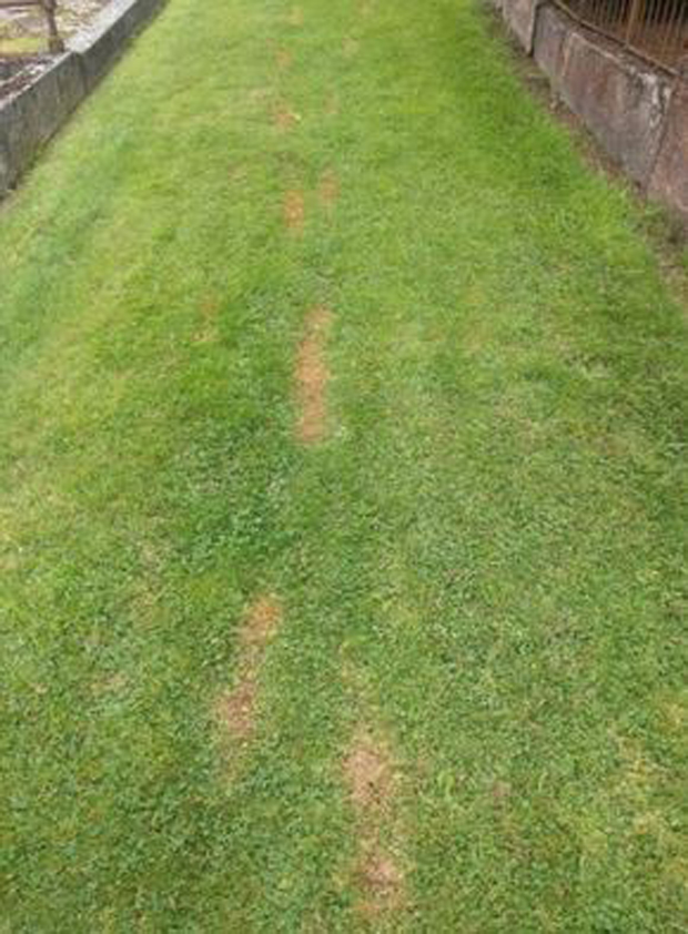 Poison has killed strips of grass in the Northern Cemetery path. Photo / Vaughan Elder