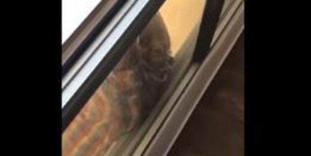 Kuwaiti woman films maid falling 7 floors, instead of helping Kuwaiti woman films maid falling 7 floors, instead of helping
