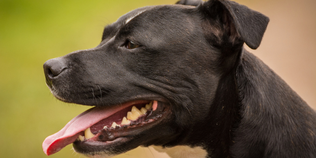 Man dies after being attacked by his dog in London