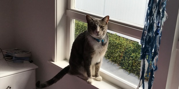 Freddie is happy to be back with his family, Lisa Baillie says. Photo / Supplied