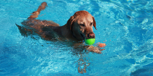 Any healthy dog that was vaccinated and registered could join in on the fun. Photo / Doug Sherring