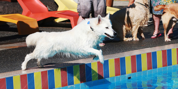 This dog wasted no time jumping in. Photo / Doug Sherring