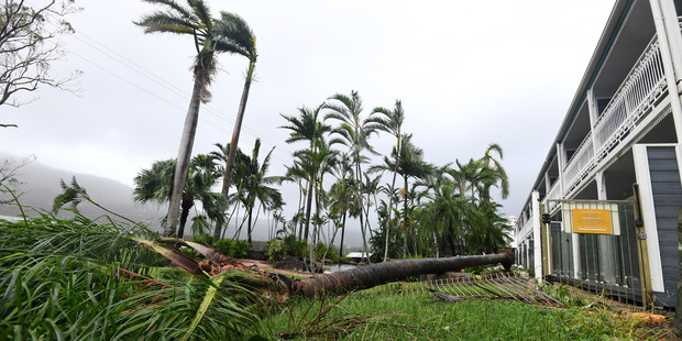 A palm tree is fallen behind a motel at Airlie Beach. Photo / AAP
