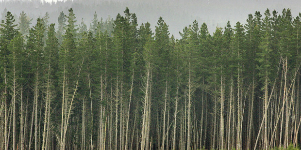 Planting forests will give us time to come up with permanent ways of eliminating emissions, but it will be only a stopgap measure. Photo / File
