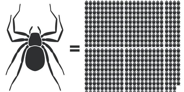 The world's spider population weighs 29 million tons - as much as 478 Titanics. Photo / The Washington Post