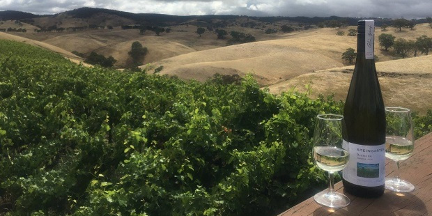Steingarten Vineyard, Eden Valley in the Barossa Valley, South Australia.