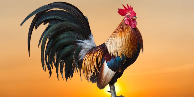 When it comes to competing for mates, roosters appear to be nicer to their relatives than rivals outside the family. Photo / 123RF