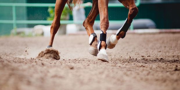 We've got excellent fields at Te Rapa and the line-up at Trentham is not too dusty either. Photo / 123RF
