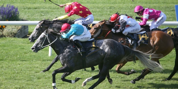 Thee Auld Floozie's (grey) last four starts have produced three wins and a second. Photo / Trish Dunell