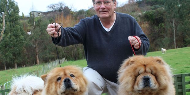 Perro Dayz de atraer a cientos de caninos - Hawkes Bay Hoy ... - New Zealand Herald 1 Tim Delaney, whose kennel club is organising the show, is one of only three chow breeders in the country.