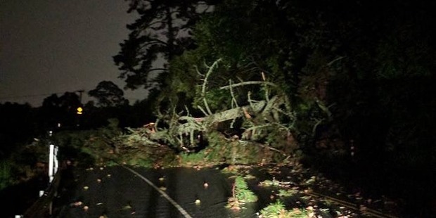Matthew Brownrigg was lucky to escape this falling tree with just a headache and some scratches. Photo / Supplied