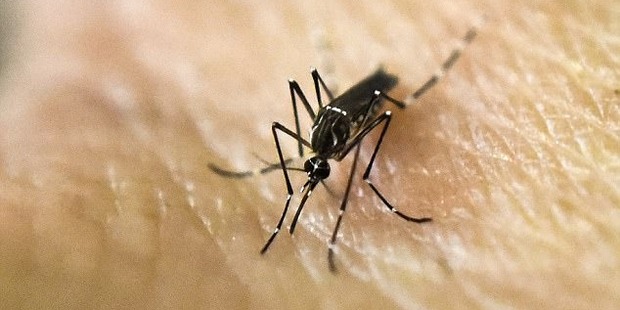 Mosquitos could be out in force after Cyclone Debbie in north Queensland. Photo/Getty Images