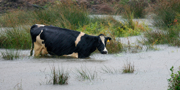 The wet weather, which caused flooding in some areas, could hit next season's dairy production. Photo / file
