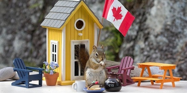 A squirrel enjoying one of Nancy's creations. Photo / Nancy Rose