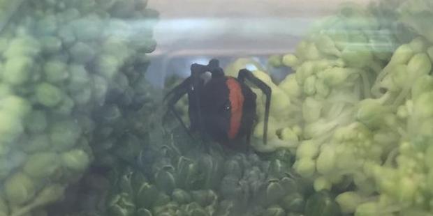 The redback spider Tamahra Moore found in her broccoli. Photo/Tamahra Moore