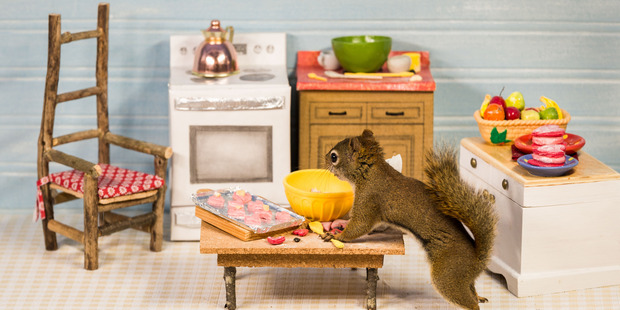 A room Nancy Rose set up for her furry models. She lures the squirrels with peanuts. "Those who know what I do think I'm kind of crazy," she said. Photo / Courtesy of Nancy Rose.