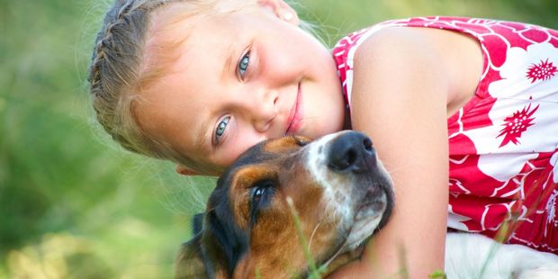 The website is designed to help you find the best dog suited to you or your family. Photo / 123RF